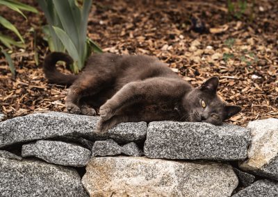 Hofkatze ruht sich auf Steinmauer aus